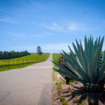 シャンパンの当たり年、まとめ！